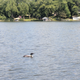 Loon!